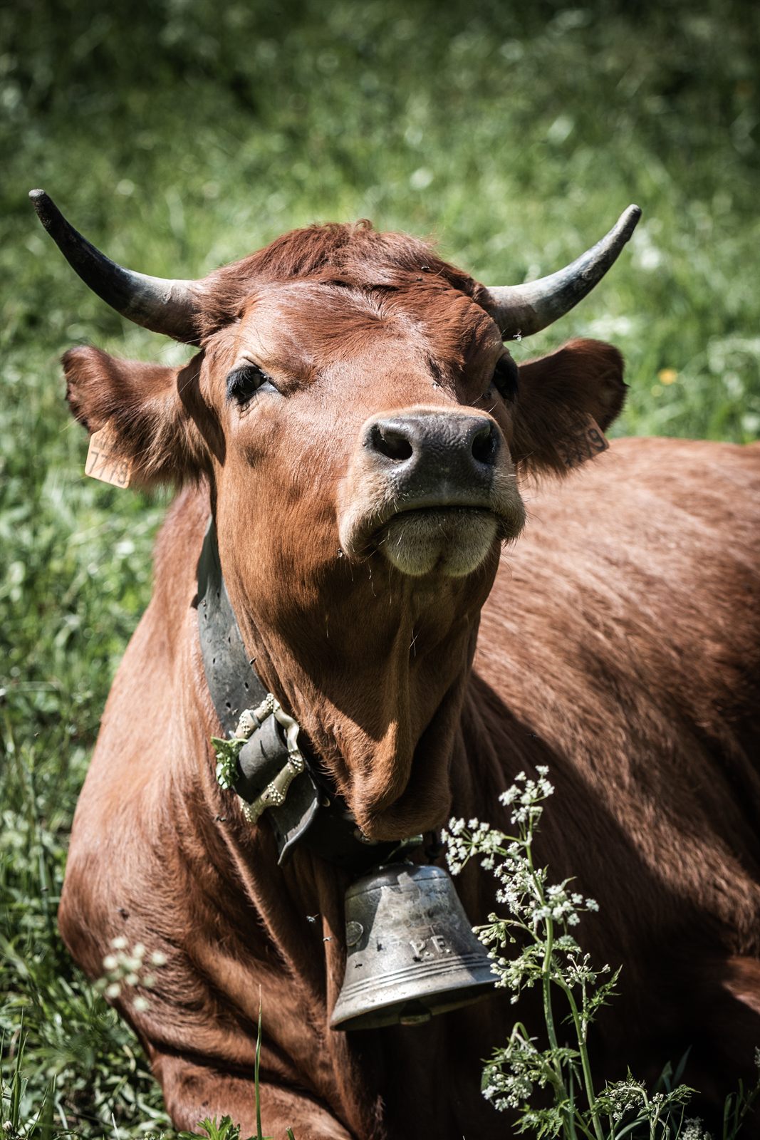 Vache de race Abondance